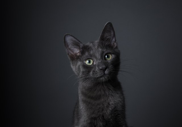 these-500-unique-and-creative-names-for-black-cats-are-perfect-for