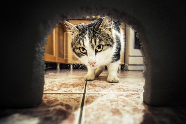 Cat waiting for mouse