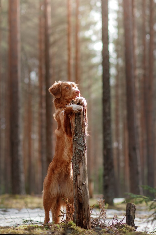Nova Scotia Duck Tolling Retriever Dog in a sunny forest
