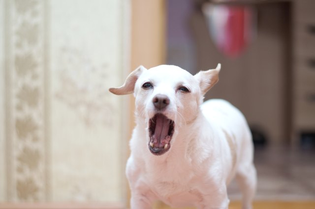 White toy terrier barking