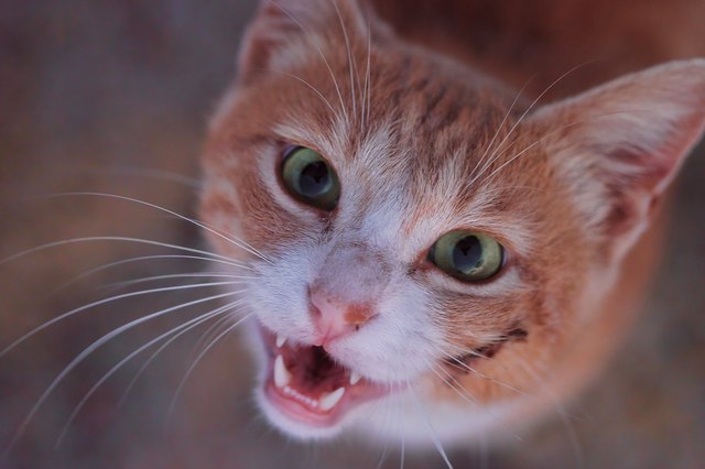 orange cat with mouth open smiling up at camera