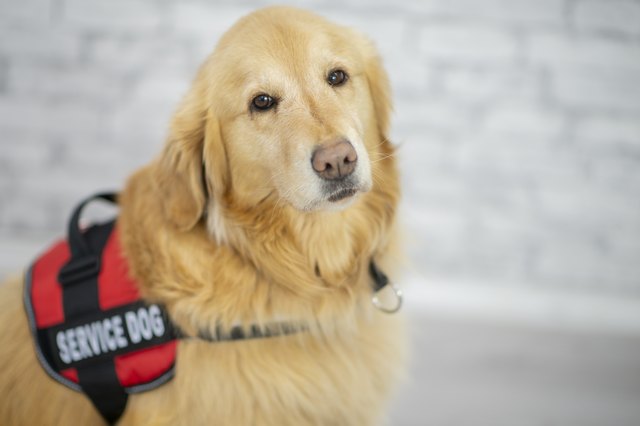 Cute dog portrait