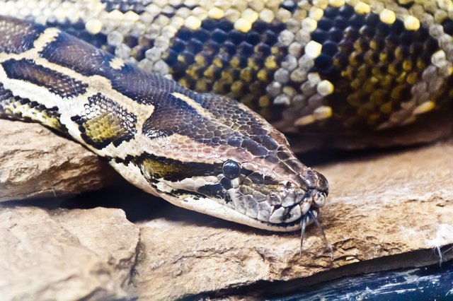 Snake Lifespan: What Is the Life Span of a Python Snake | Cuteness