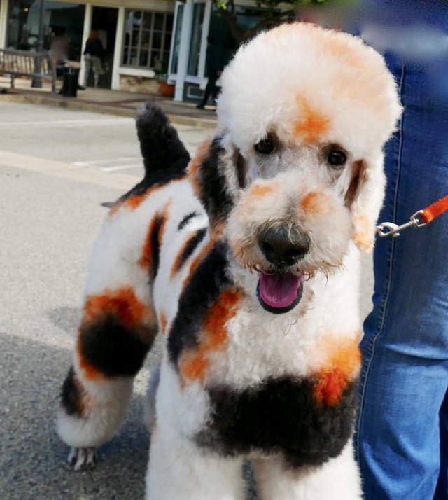 poodle