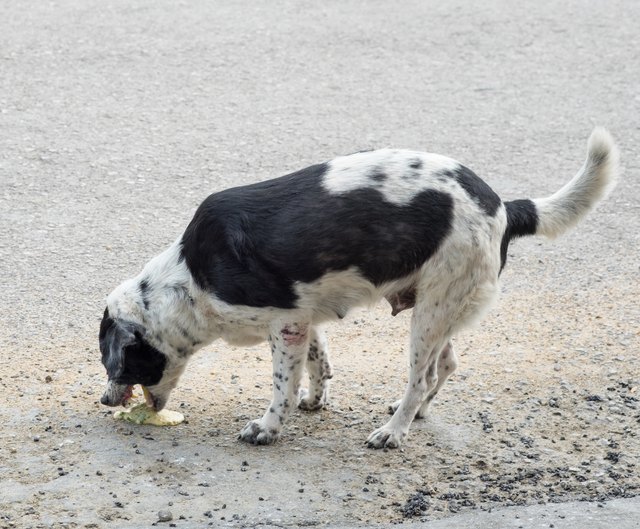 how to make a dog throw up with salt