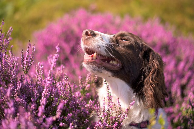 Head of English springer spaniel dog in flower meadow, UK