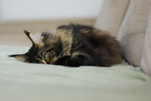 Maine coon cat