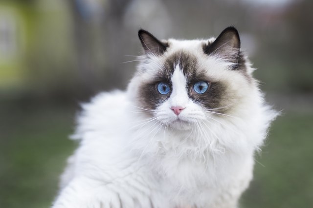 A young ragdoll cat outdoors