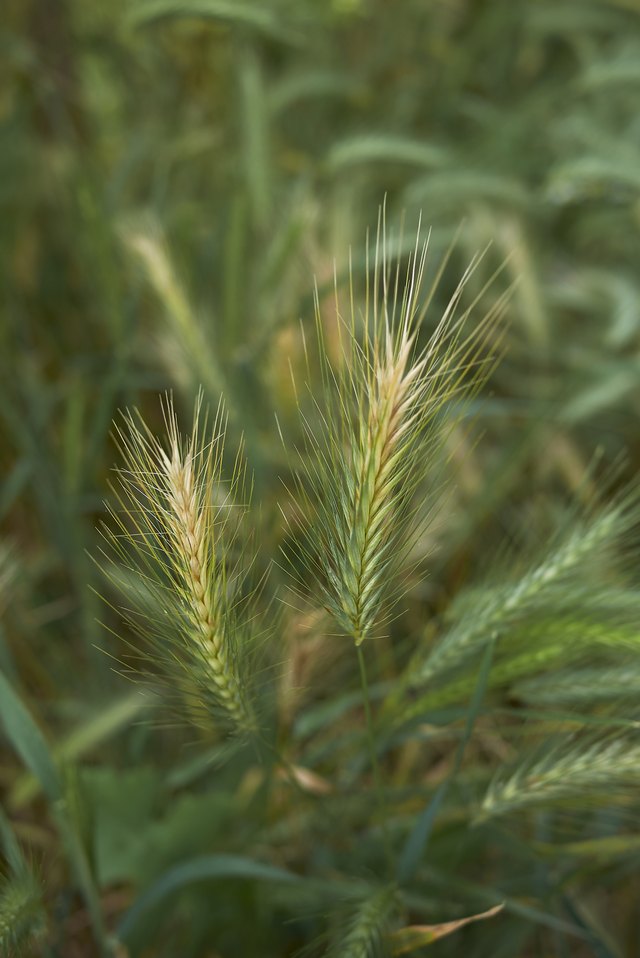 Hordeum murinum