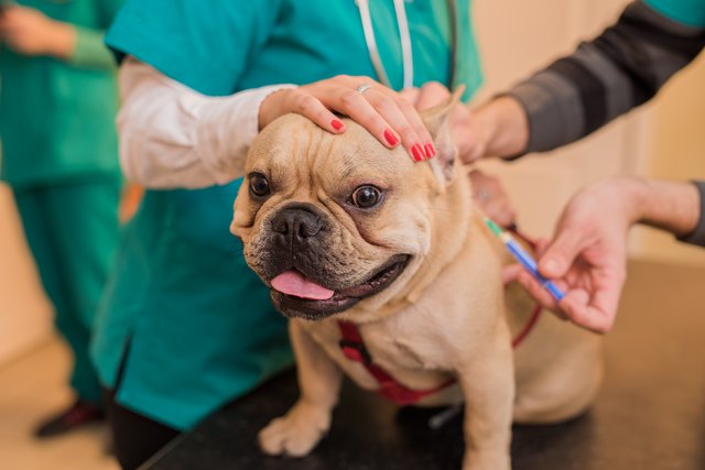 Veterinarian vaccinating a young French Bulldog.