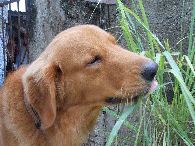 Golden retriever eating grass