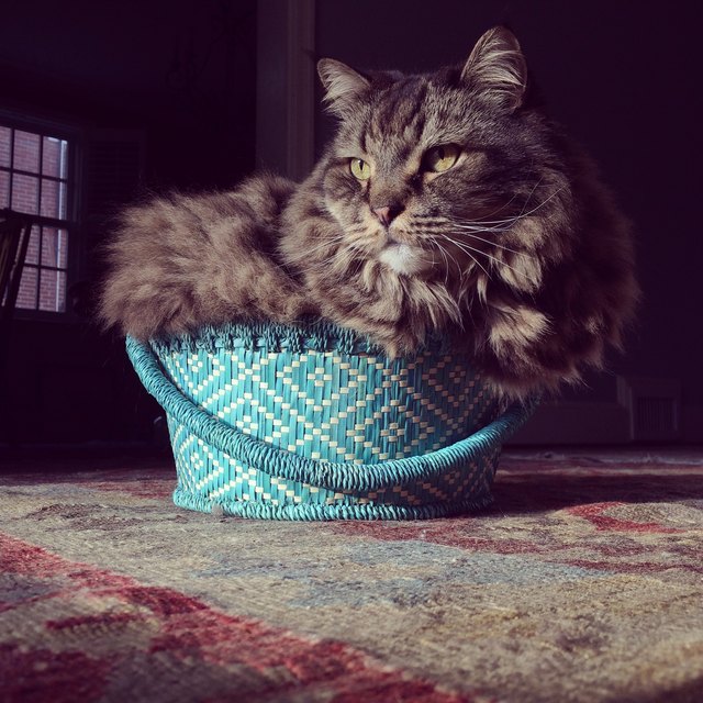 Maine Coon in Basket