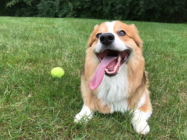 Corgi at the park