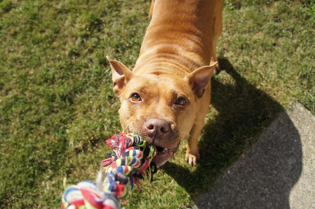 Pitbull Dog with Rope Toy