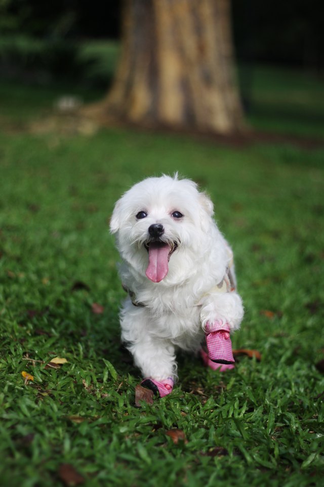 Happy dog with her new shoe