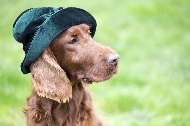 Funny dog wearing a green hat