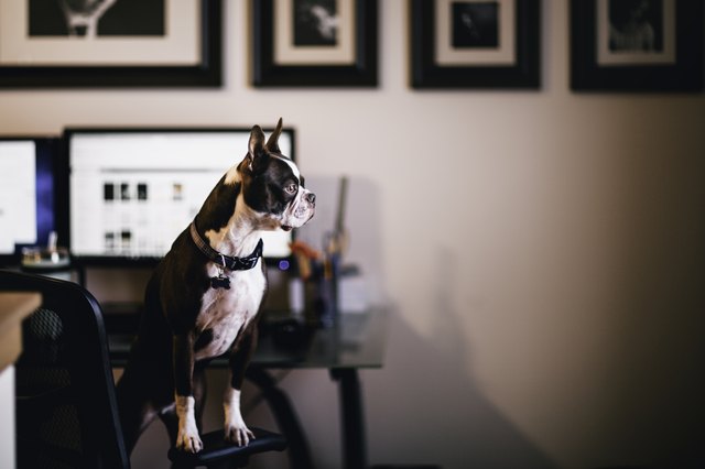 Dog standing on chair in home office