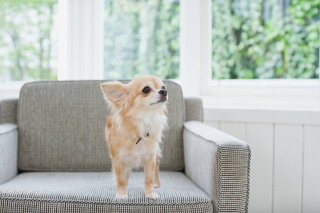 chihuahua on an armchair