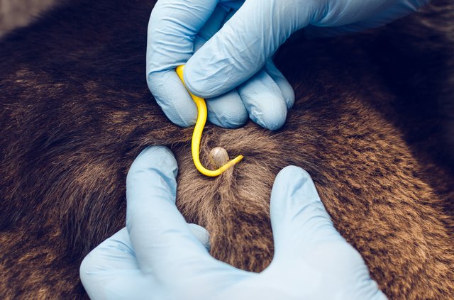 Human hands in blue gloves remove the tick with the hook of the dog