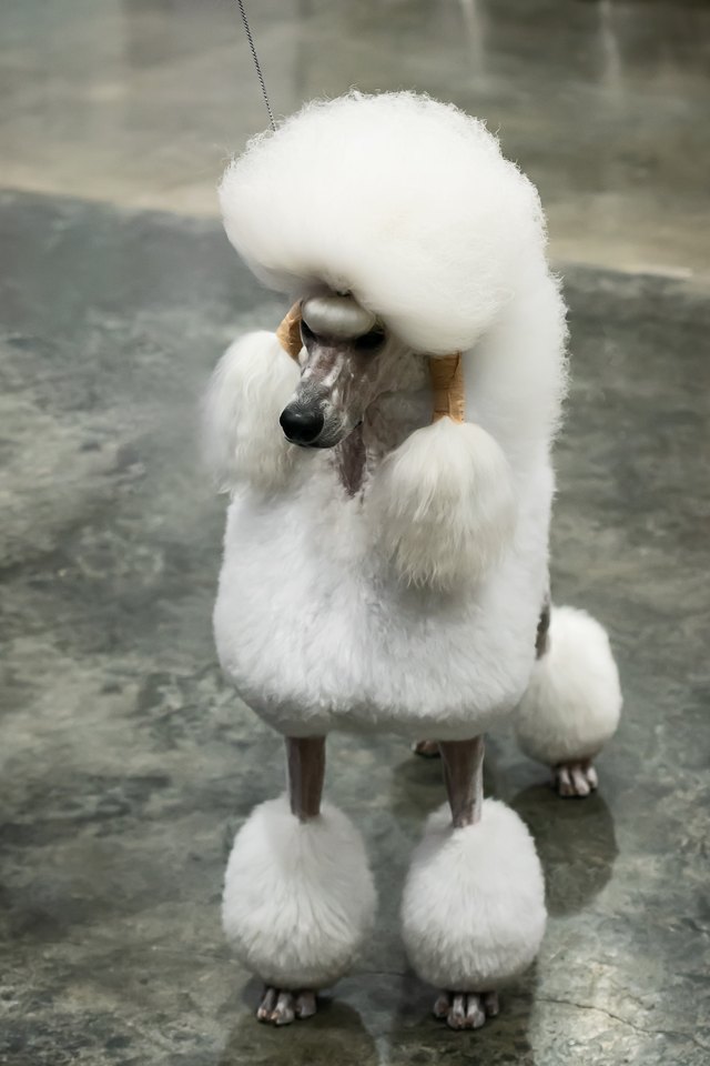 poodle