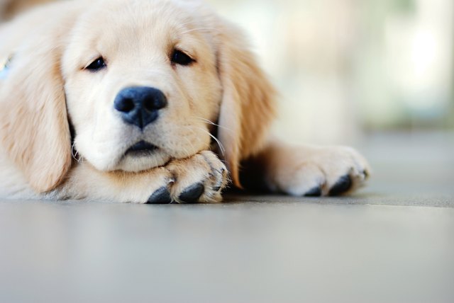 Puppy