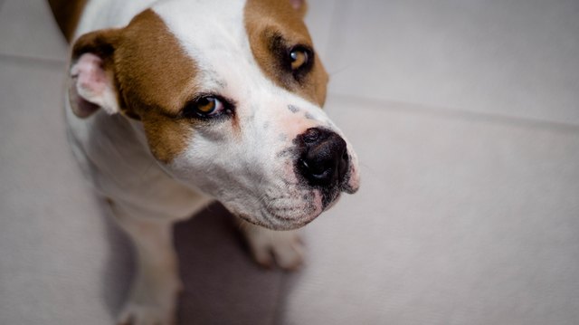 dog looking at camera