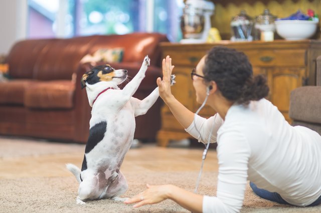 The Joy of Living with Pets