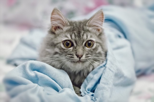 Playing small cute kitten on sofa with blue scarf