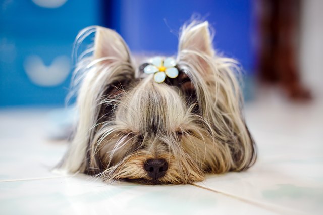 Cute yorkshire terrier puppy a sleep.