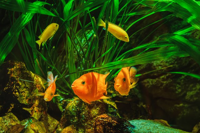 The Life Span of a Parrot Cichlid | Cuteness