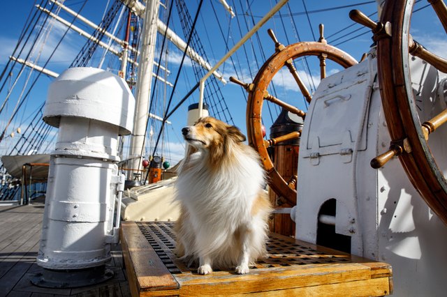 300+ Boat-Themed Dog Names - Something Wagging This Way Comes