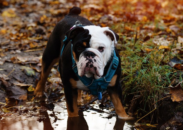 what is the difference between a bulldog and a pug