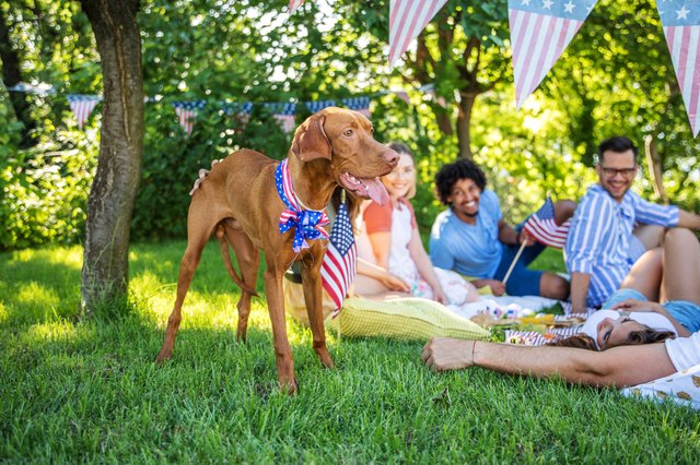 how to keep a dog calm during a party