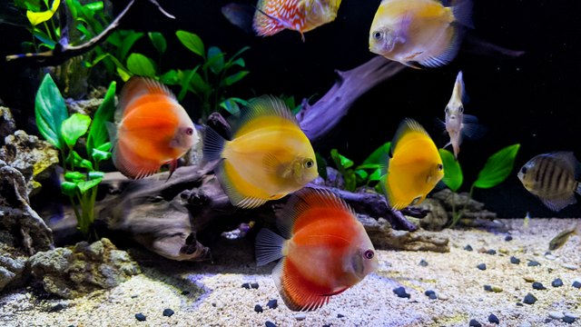How Much Gravel for a 30-Gallon Fish Tank? | Cuteness