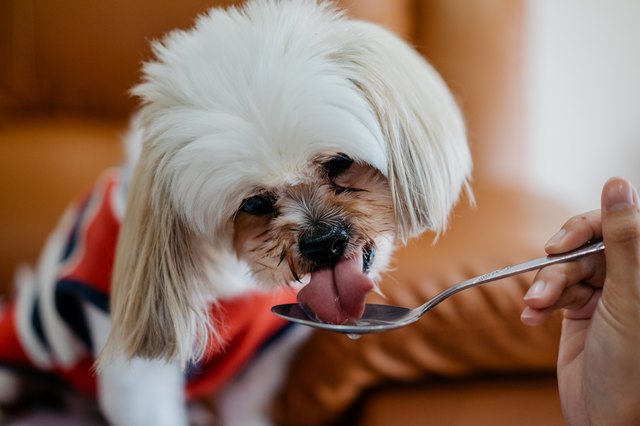 are oysters safe for dogs