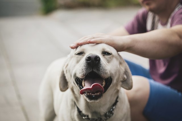 why do dogs press their head against you