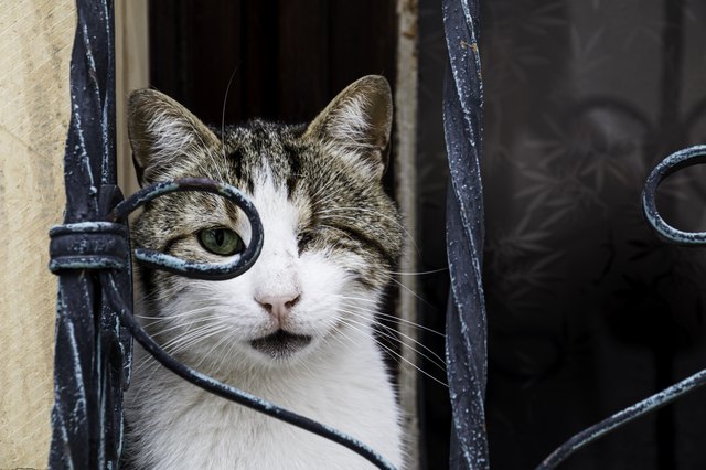 toys for blind and deaf cats