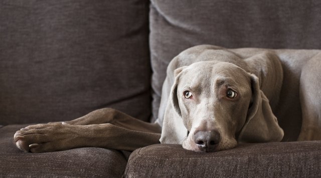 How to Keep Male Dogs From Peeing on Furniture | Cuteness