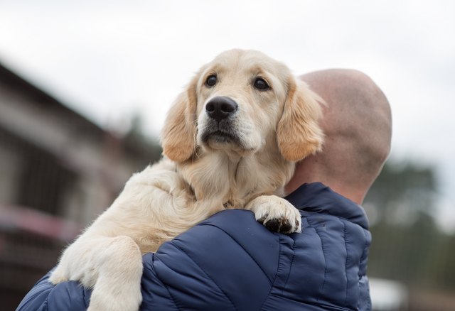 what-causes-hair-loss-behind-the-ears-in-canines-cuteness