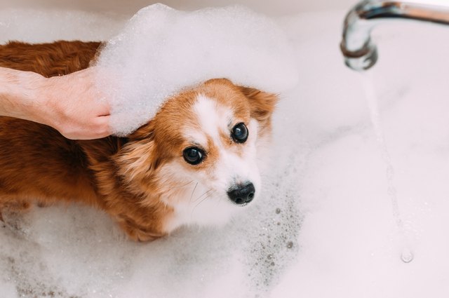 Is Bubble Bath Safe For Dogs? | Cuteness