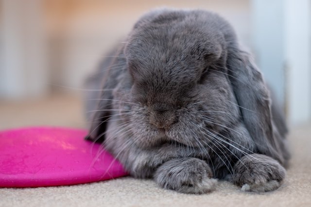 how-to-get-a-rabbit-to-drink-water-cuteness