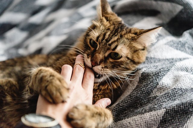 explaining-cat-behavior-why-does-my-cat-bite-me-unprovoked