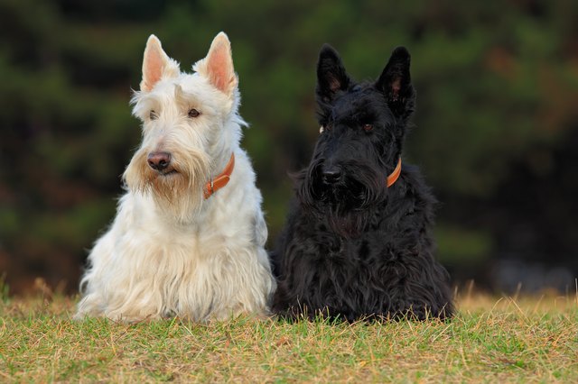 Scottish Terrier (Scottie) Characteristics, Temperament & Grooming | Cuteness