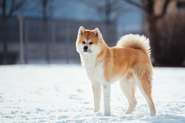 Akita (Dog): Temperament, Characteristics & Health | Cuteness