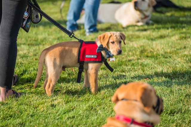 service-dogs-for-anxiety-cuteness