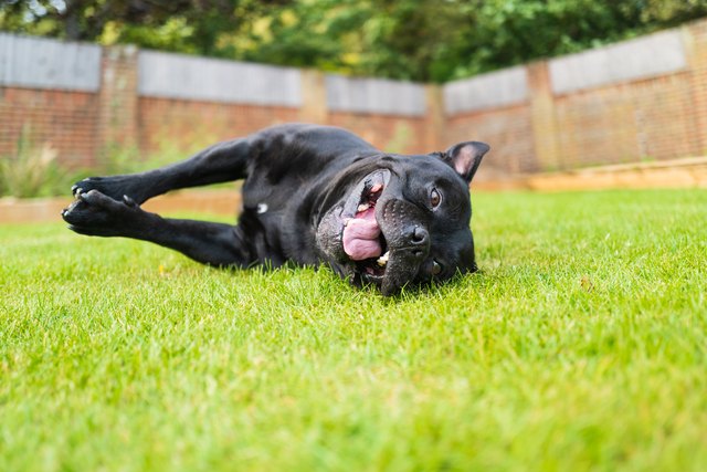 Get rid of dog outlet pee smell in yard