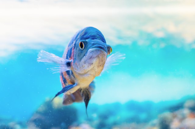 How to Make an Oscar Fish Grow Faster | Cuteness