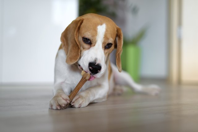 Best way to clean shop dog pee off laminate floors