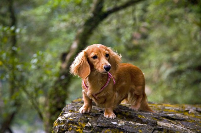 Long haired outlet piebald mini dachshund