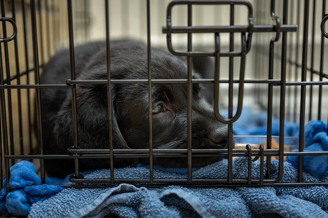 Collapsing a shop dog crate